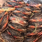 Cua Lột - Túi 500Gr