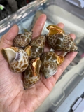 Ốc hương quế 30-50 con 1kg