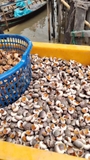 Ốc Mỡ size 200 con 1kg