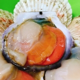 Sò Điệp Nhật Nguyên Con - Túi 1Kg