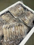 Mực trứng 15-20 con net 7