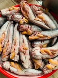 Cá lóc đồng ôm trứng 1kg