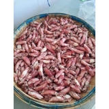Mực Hấp Thuyền Nghệ An - Khay 1kg