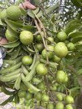 Sấu Tươi Cạo Vỏ 1kg