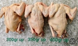 Bồ câu size 350g - 400g hút chân không
