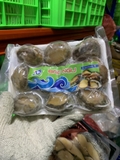 Bào Ngư Hàn Quốc Size 8-10 Con - Túi 500Gr