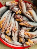 Cá lóc đồng ôm trứng 1kg
