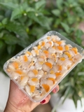 Còi Sò Điệp Việt Nam Hộp - Túi 500Gr