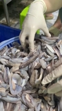 Dè mực nang nhỏ túi 1kg net 8