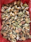 Ốc Bulot 500g