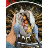 Gà Ác 1 Con 600-1kg