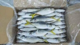 Cá Ngân Tươi Ngon Làm Sạch Cấp Đông - Túi 1Kg