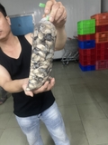 1kg hàu sữa tách vỏ đủ kg