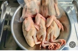 Bồ câu size 350g - 400g hút chân không