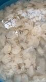 Sứa chén túi 500g luôn nước 1kg