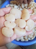 Còi biên mai 500g