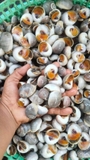 Ốc Mỡ size 200 con 1kg