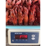 Tôm Hùm Đất - Tôm Crawfish Nhập Khẩu - Túi 2.5Kg