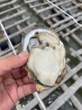 Hàu nguyên vỏ 3-6 con kg