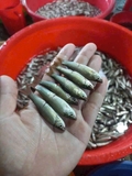Cá linh non 1kg