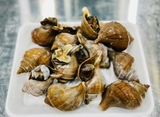 Ốc Xoắn Nhật size 15-20 con bịch 1kg