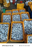 Cá sặc đồng 1 nắng khay 500g
