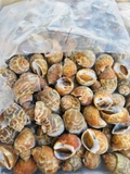 Ốc hương quế 30-50 con 1kg