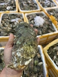 Hàu nguyên vỏ 3-6 con kg