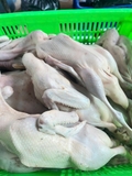 Vịt tươi con 1,1kg đên 1,5kg
