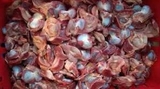 Mề Gà - Hộp 500Gr