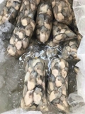 Hào Sữa Tách Vỏ - Túi 500Gr