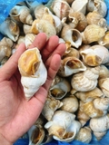 Ốc Bulot Eerish - Túi 1Kg