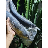 Cá Sapa Nhật - Khay 1kg
