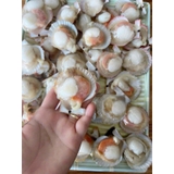 SÒ ĐIỆP TÁCH NỬA MẢNH bịch 1kg