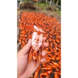 Khô ức cá dứa (basa) tẩm vị vừa ăn 1kg