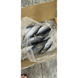 Cá Ngừ nguyên con 1kg