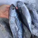 Cá Ngừ nguyên con 1kg