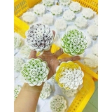 BÁNH IN HOA CỐT DỪA MIX 3 VỊ hộp 4 cái mỗi cái 150g