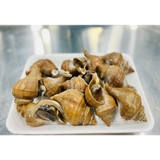 ỐC XOẮN NHẬT▪️SIZE : 10-15 con/ kg