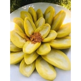 XOÀI NGÂM CHUA NGỌT hủ 500g