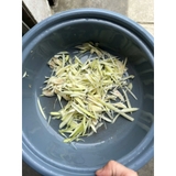 Ruột ốc hương khay 500g (giao hoả tốc)