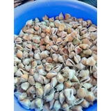 Ốc Nhảy size 40-60 con 1kg