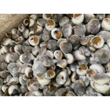 Ốc Mỡ size 200 con 1kg