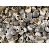 Ốc Mỡ size 200 con 1kg