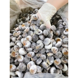 Ốc Mỡ size 200 con 1kg
