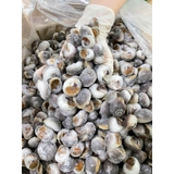Ốc Mỡ size 200 con 1kg