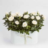hoa-dep-8-3-flower