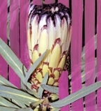 BYREDO INFLORESCENCE