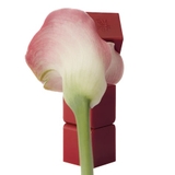 TAMBURINS Perfume Balm - Suede Pear