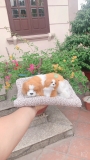 ( loại đôi ) Thú bông than hoạt tính trên ô tô 20x28cm